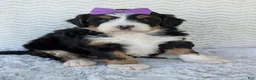 Mini Bernedoodle dogs for sale: Mini Bobbin  - Ad 9