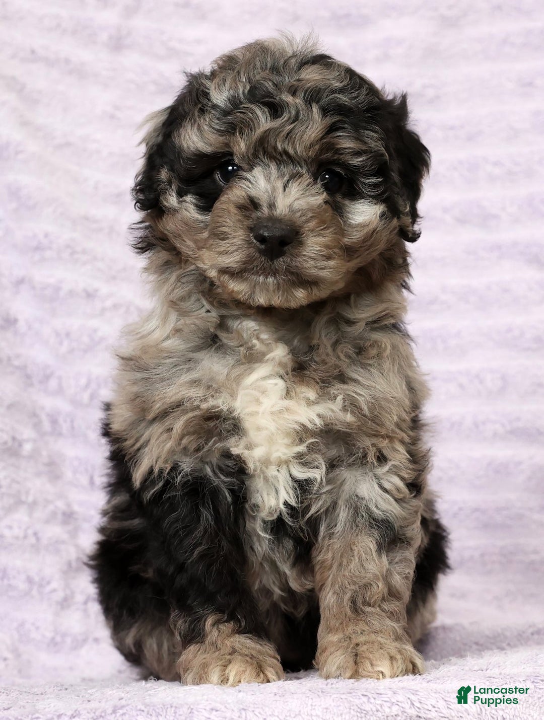 Mini Aussiedoodle dogs for sale: Molly - Ad 7