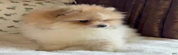 Pomeranian dogs for sale: Pomeranian Puppy Steve - Ad 10