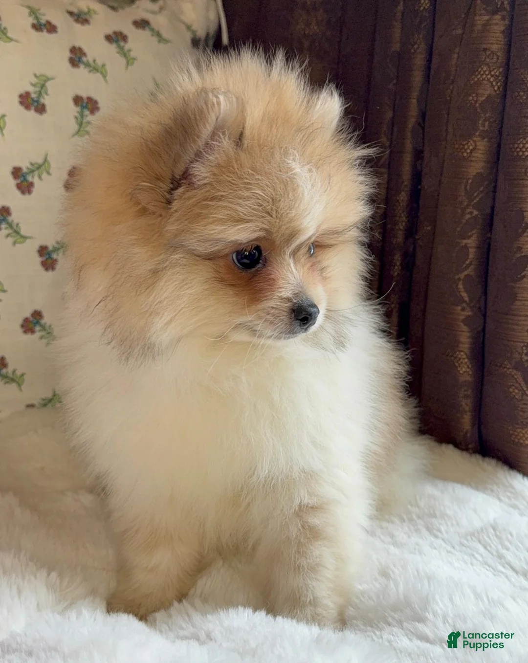 Pomeranian dogs for sale: Pomeranian Puppy Steve - Ad 10