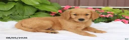 Golden Retriever dogs for sale: Tucker - Ad 3