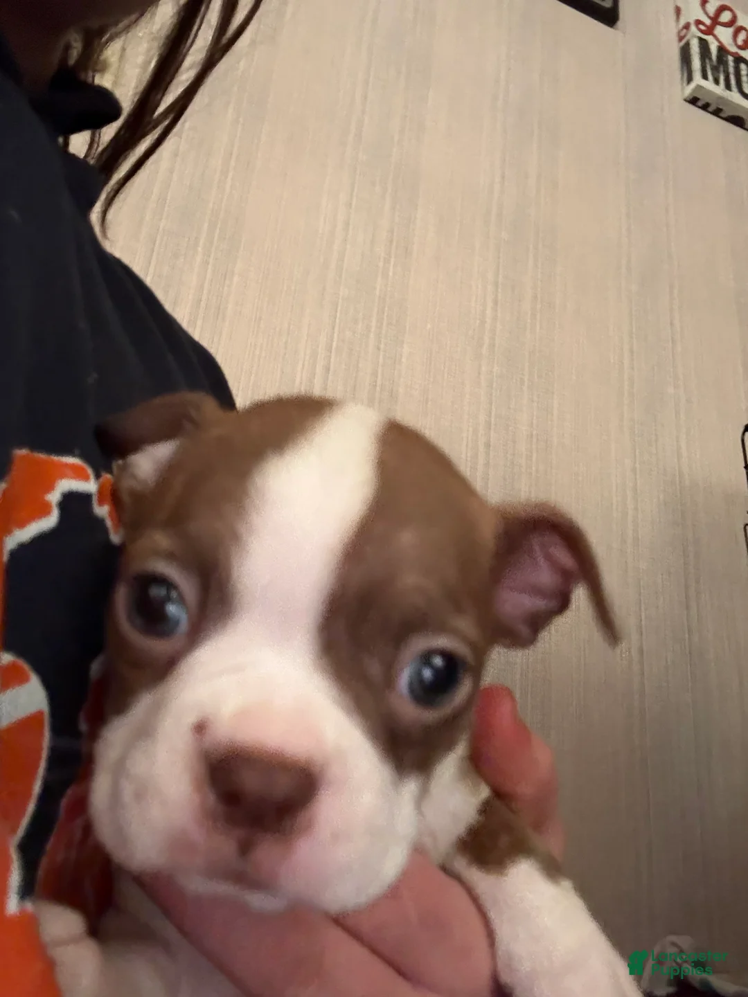 Boston Terrier dogs for sale: Eleanor - Ad 2