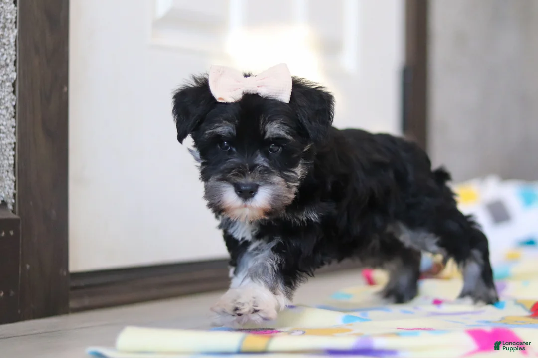 Miniature Schnauzer dogs for sale: Ellie - Ad 3