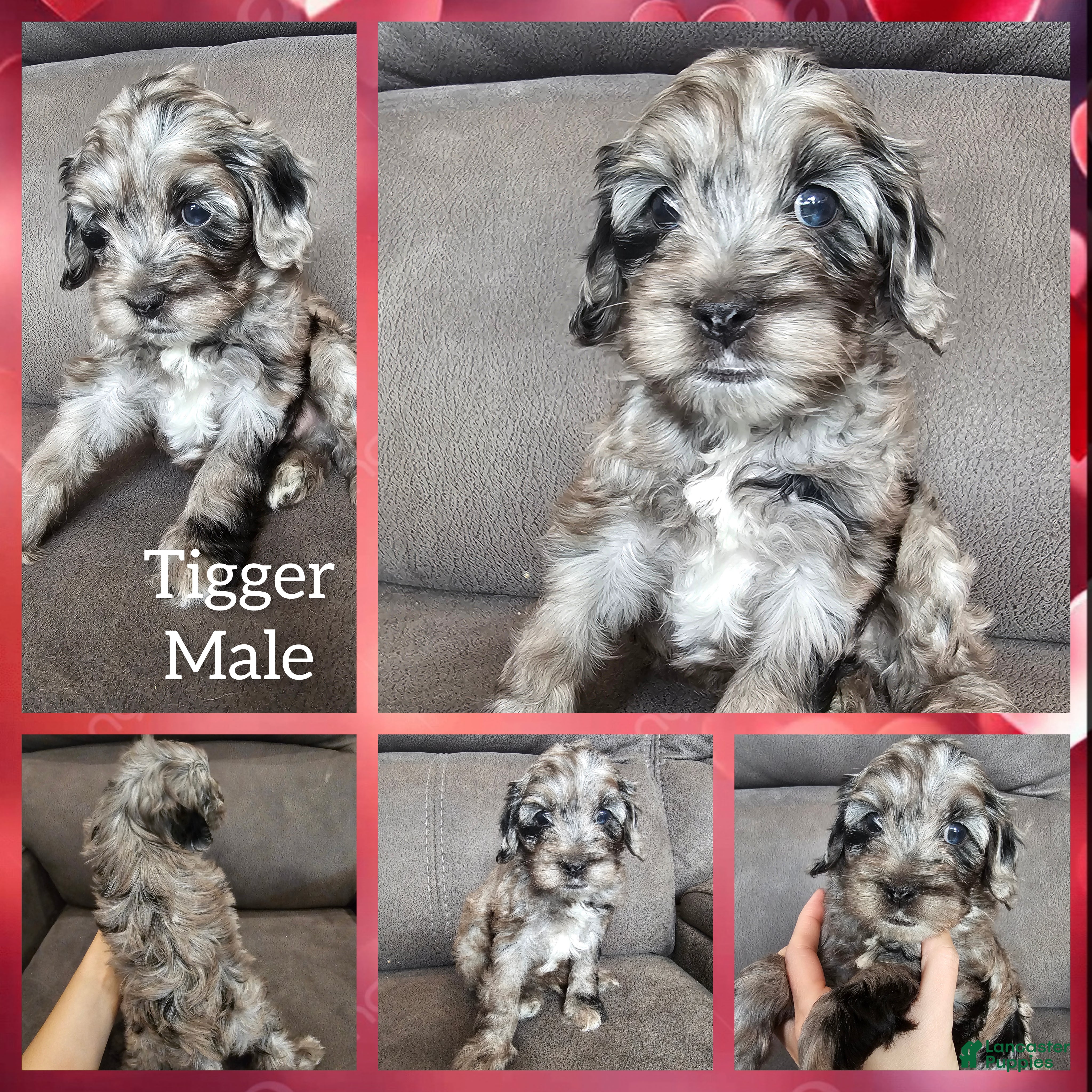 Cockapoo dogs Tigger - Ad 4