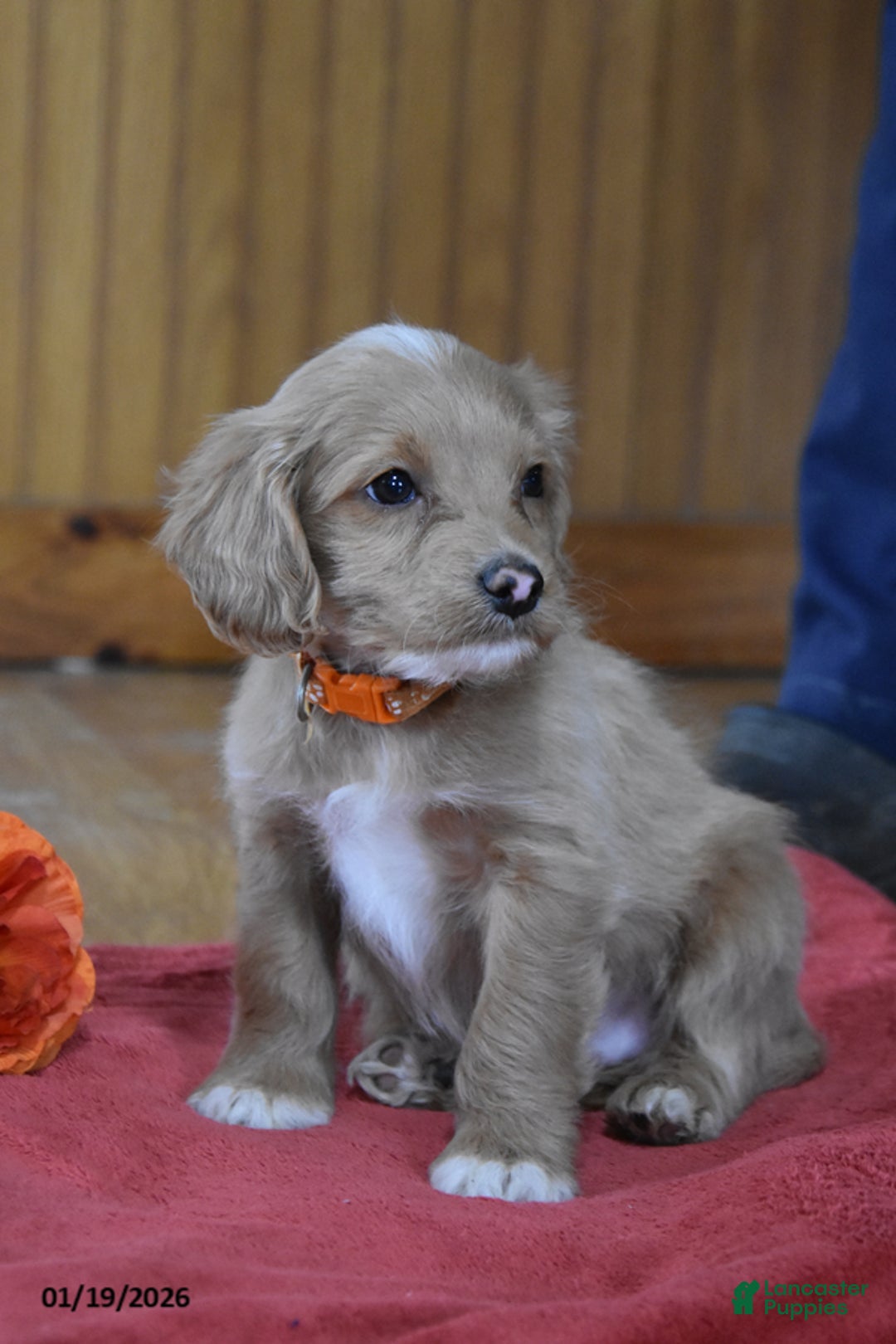 Cockapoo dogs for sale: Remington - Ad 2