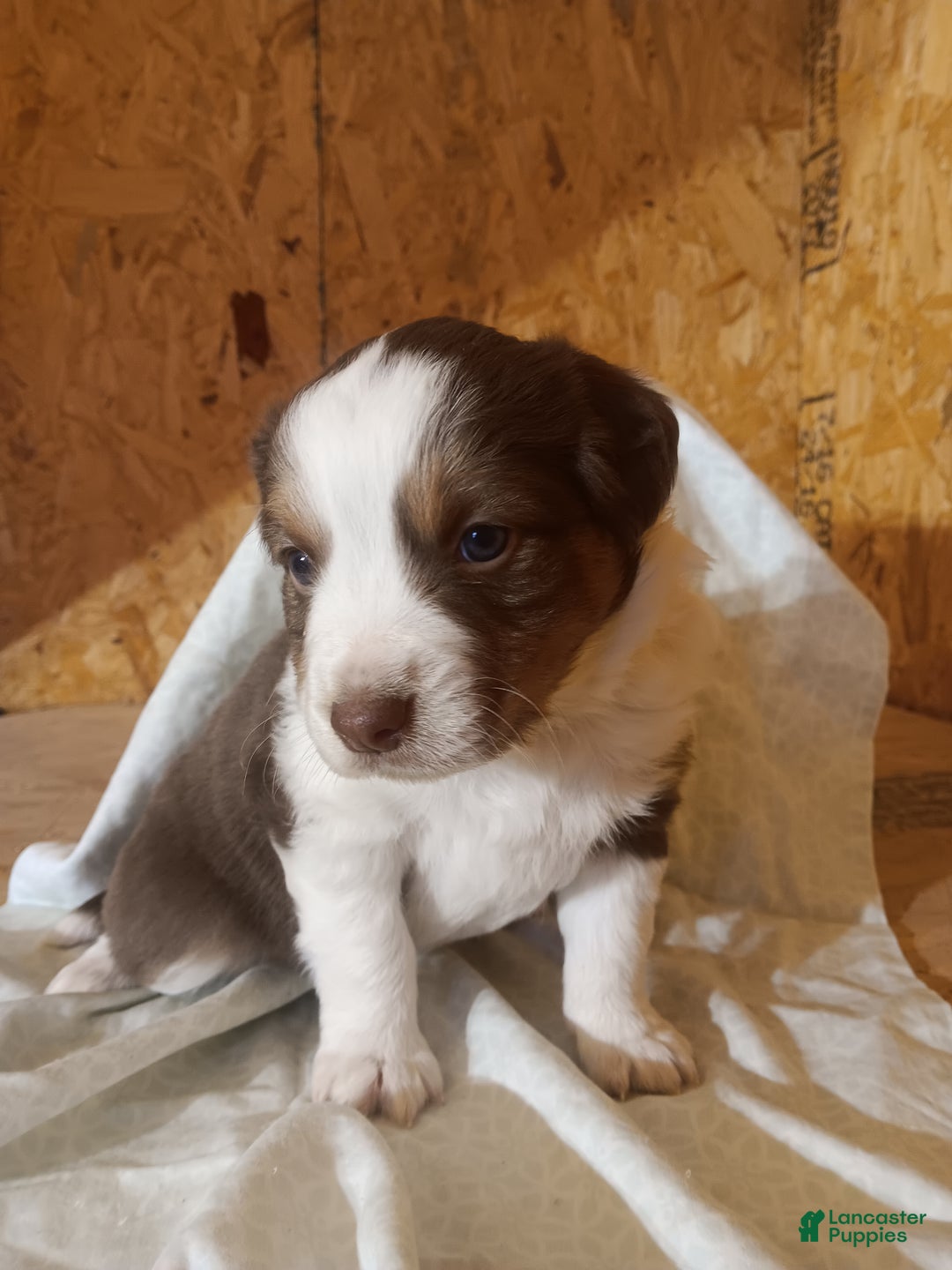 Australian Shepherd dogs for sale: Brownie - Ad 3