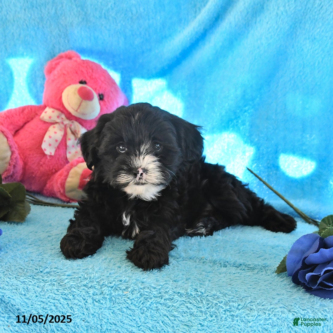 Yorkiepoo dogs for sale: Pebbles - Ad 2