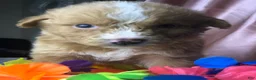 Australian Shepherd dogs for sale: Australian Shepherd 2 (Teddy)  - Ad 5