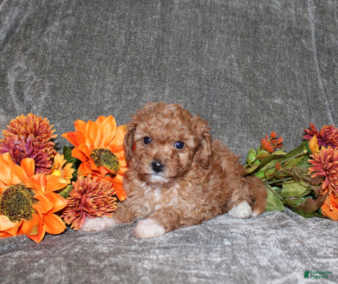 Yorkiepoo dogs for sale: Kara - Ad 2