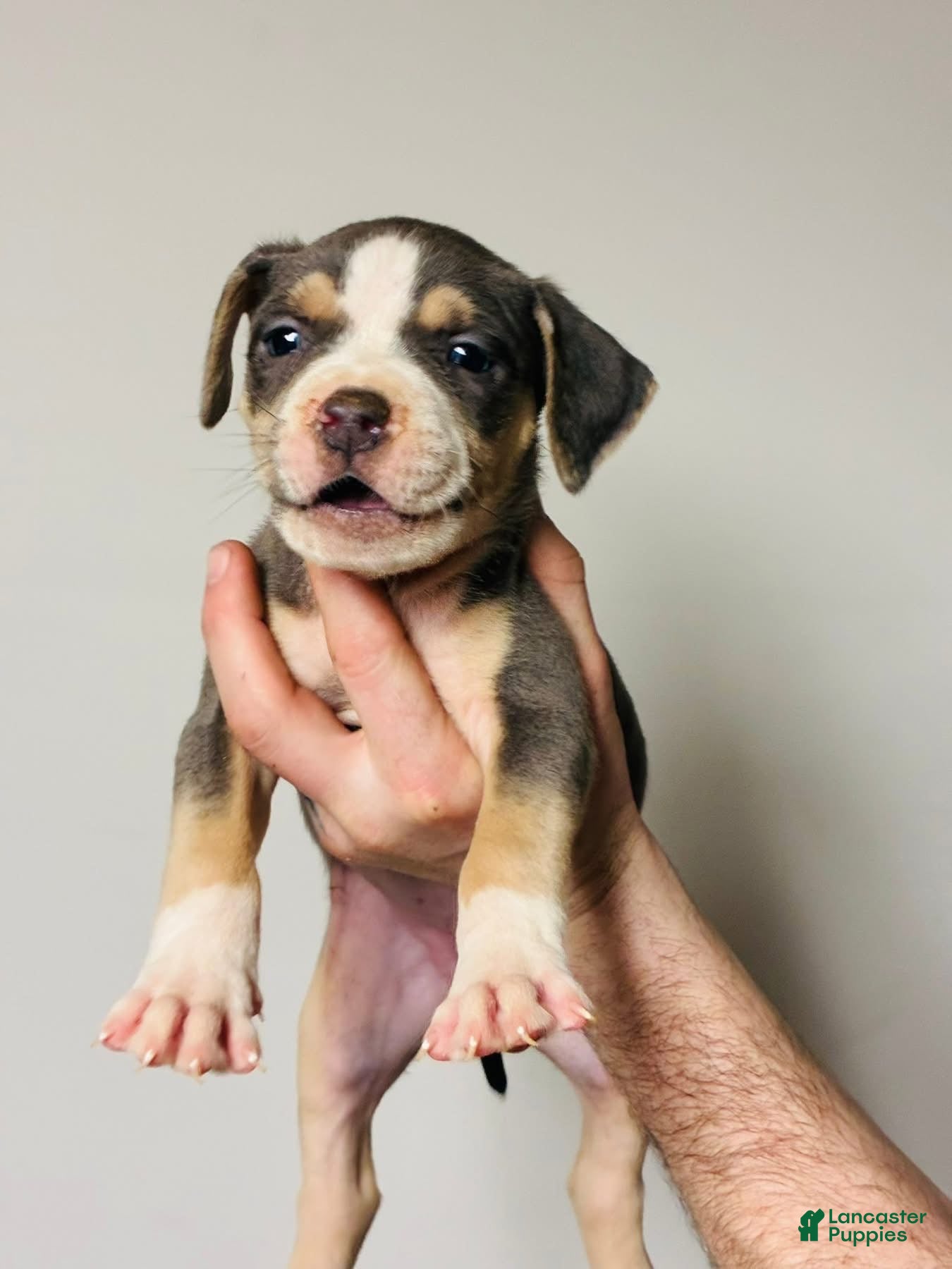 American Bully dogs Black tri female  - Ad 1