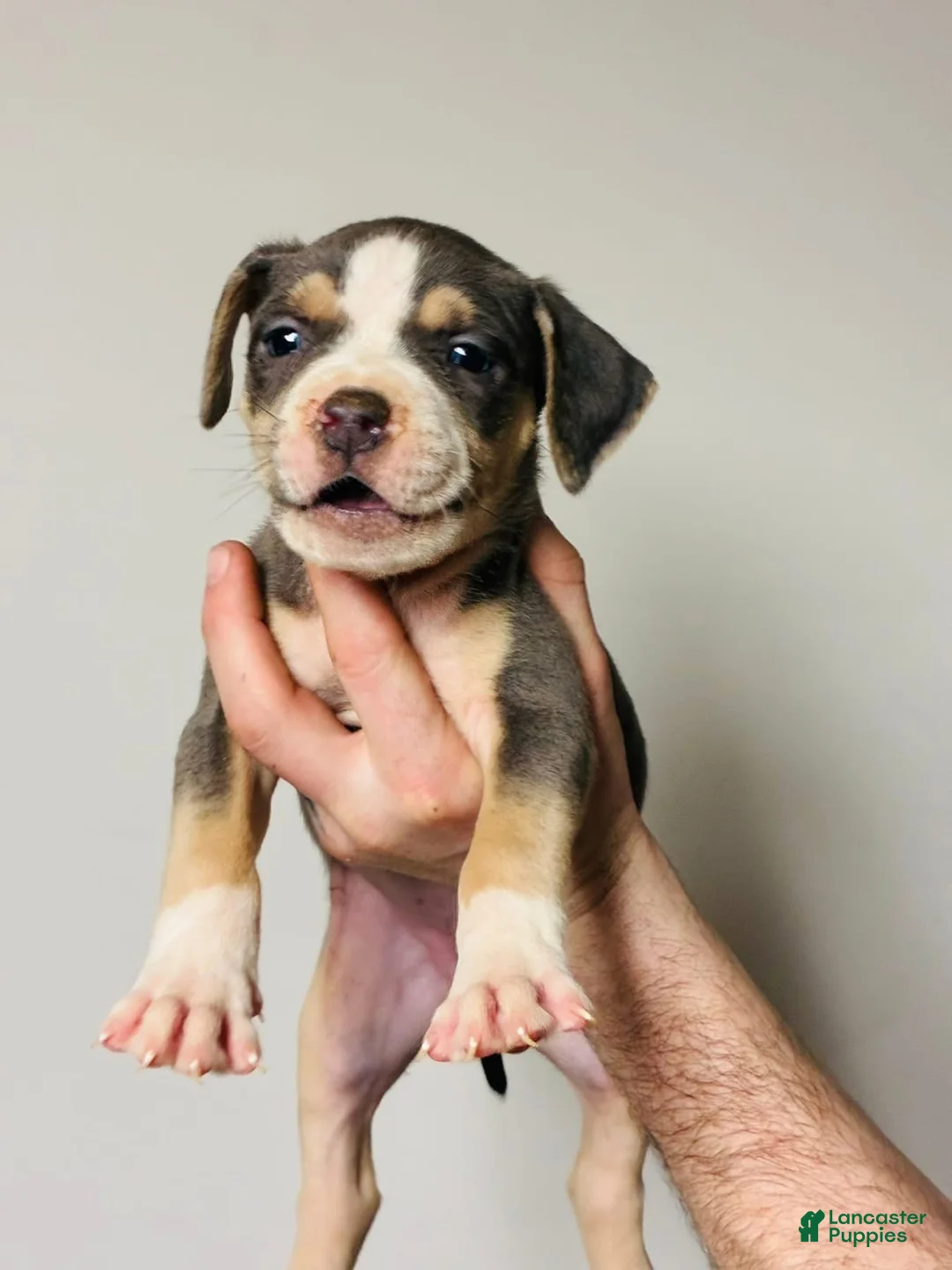 American Bully dogs for sale: Black tri female  - Ad 1