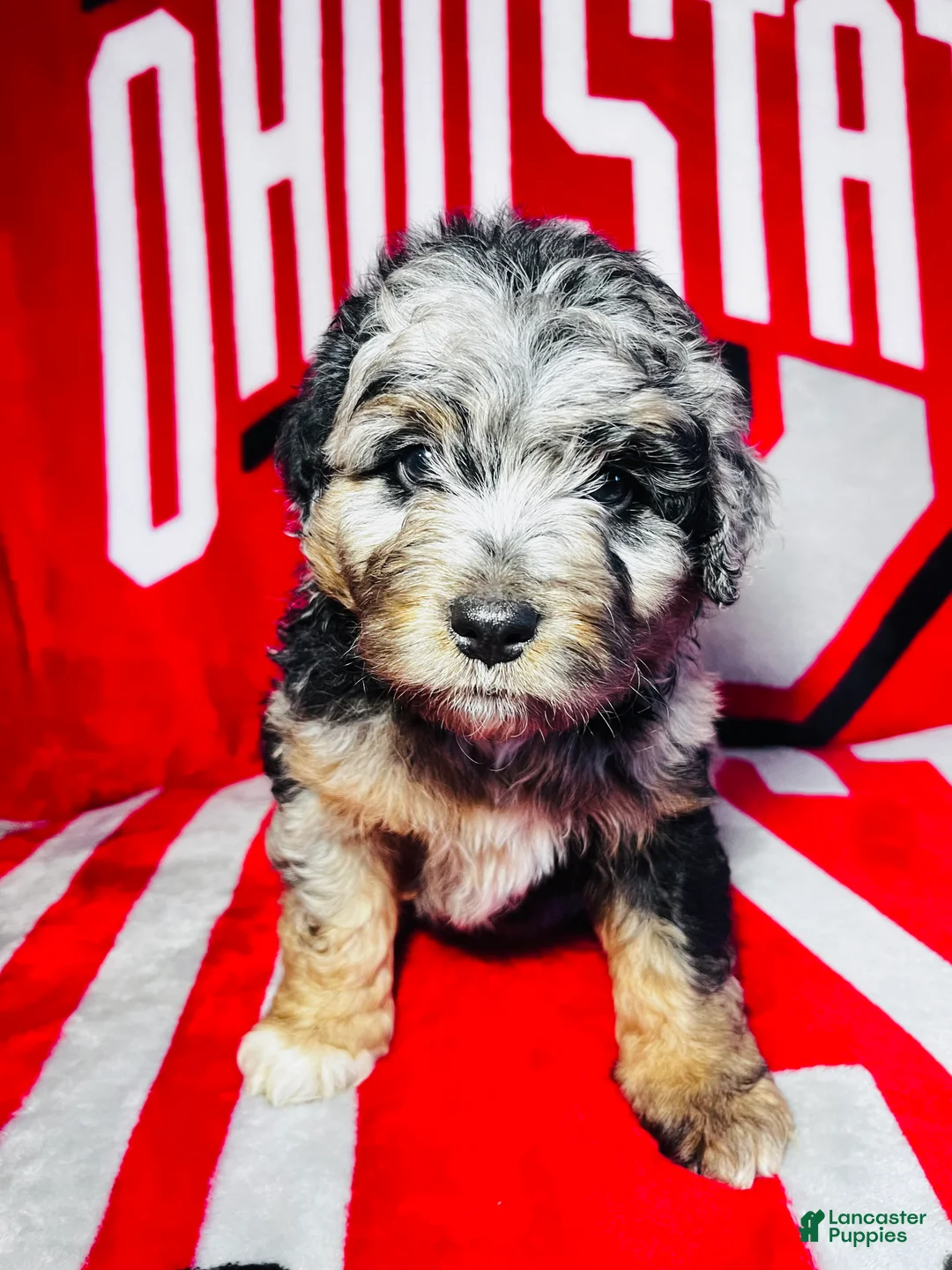 Mini Aussiedoodle dogs for sale: Chase-Merle - Ad 1