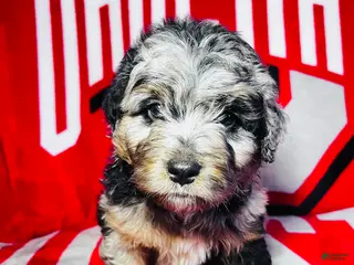 Mini Aussiedoodle dogs for sale: Chase-Merle - Ad 2