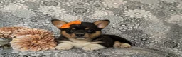 Welsh Corgi Pembroke dogs for sale: Marta AKC Registered - Ad 7