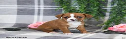 Mixed Breed dogs for sale: Gordon - Ad 1