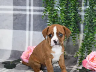 Mixed Breed dogs for sale: Gordon - Ad 4