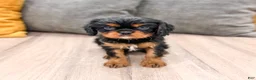Cavalier King Charles Spaniel dogs for sale: Maddie - Ad 1