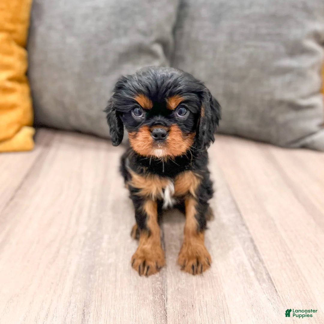 Cavalier King Charles Spaniel dogs for sale: Maddie - Ad 1