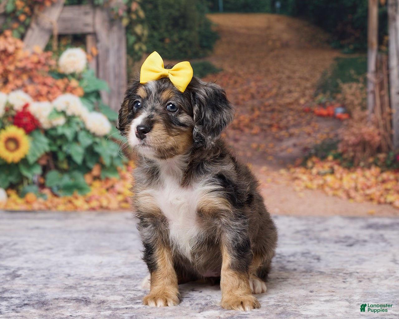 Bernedoodle dogs Kaley - Ad 1