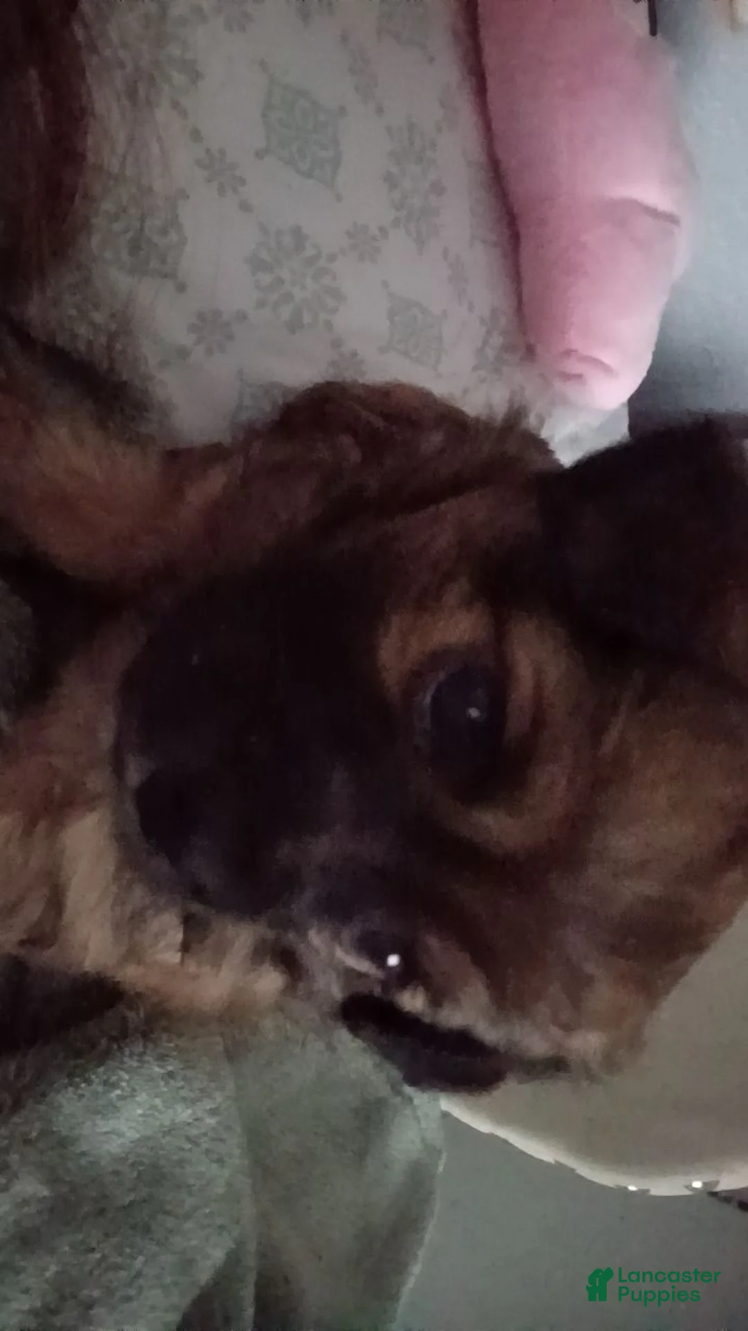 Chiweenie dogs for sale: Chiweenie 1 - Ad 5