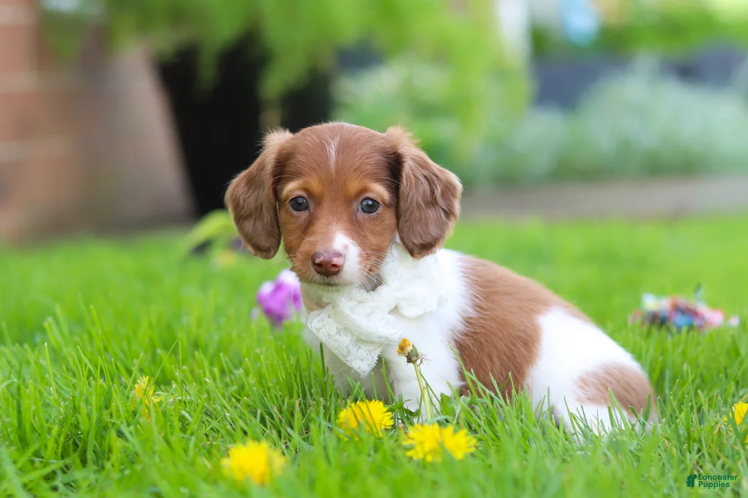 Miniature Dachshund dogs for sale: Poppy - Ad 2