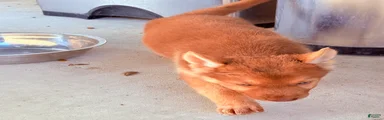 Moana 