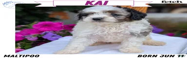 Kai