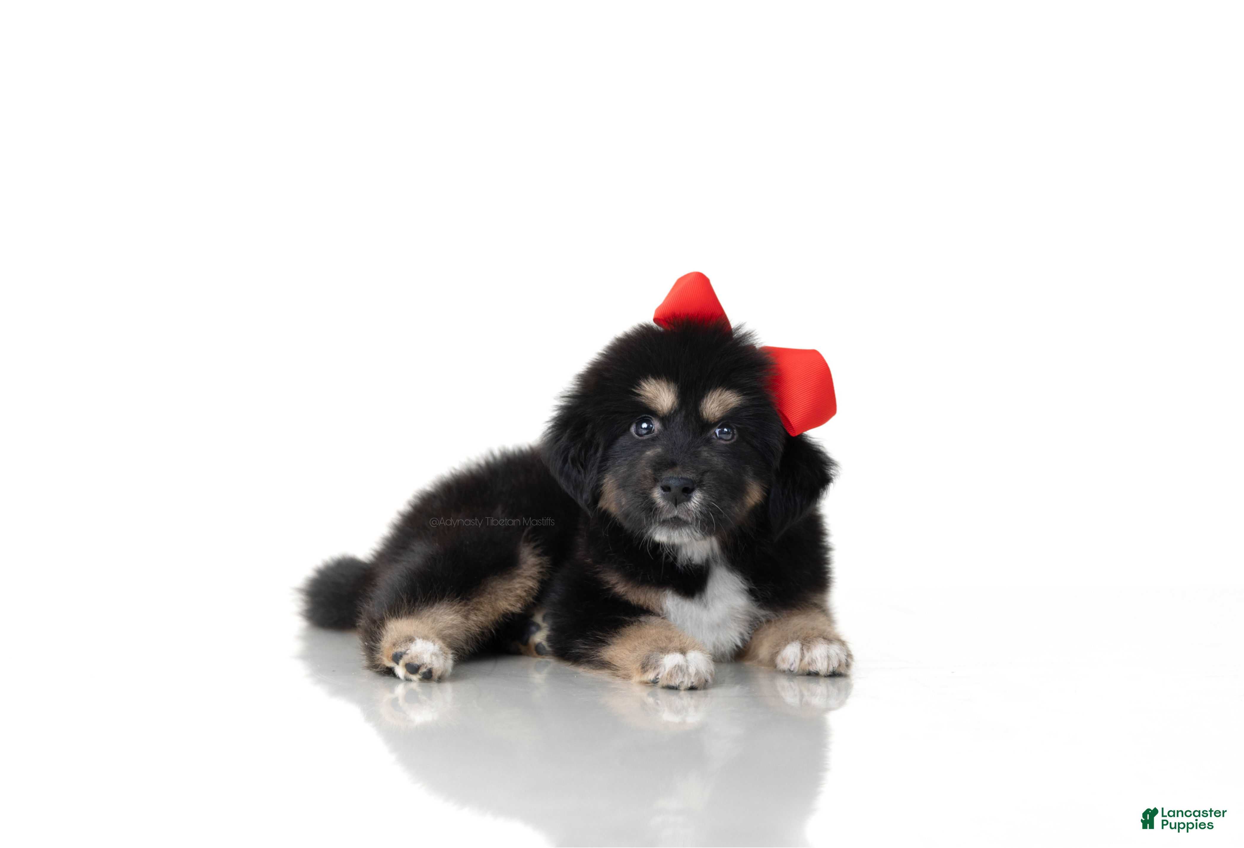 Tibetan Mastiff dogs Tibetan Mastiff Puppy | Red Girl - Ad 1