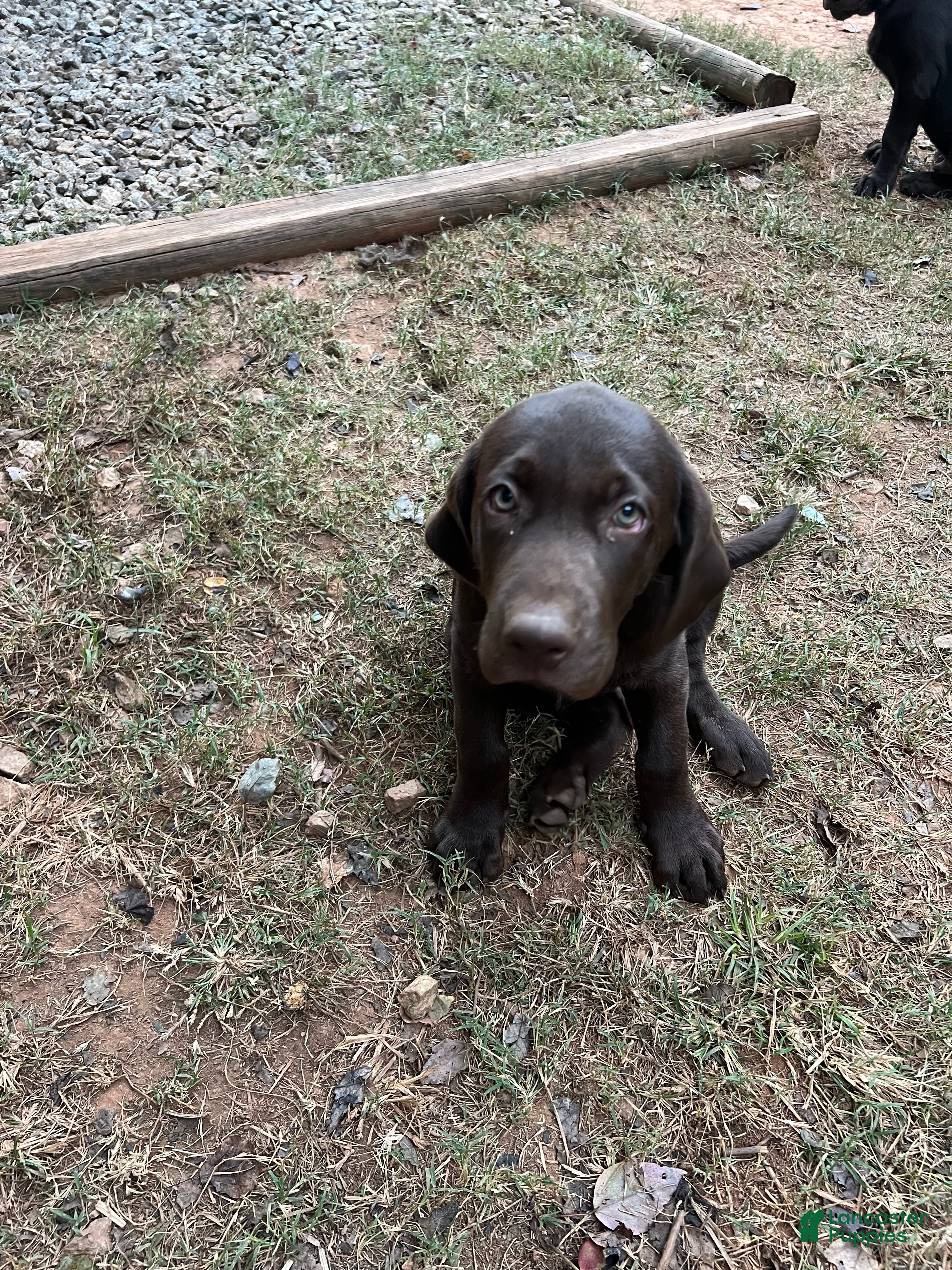 Labrador Retriever Puppies for sale in Summerville, South Carolina