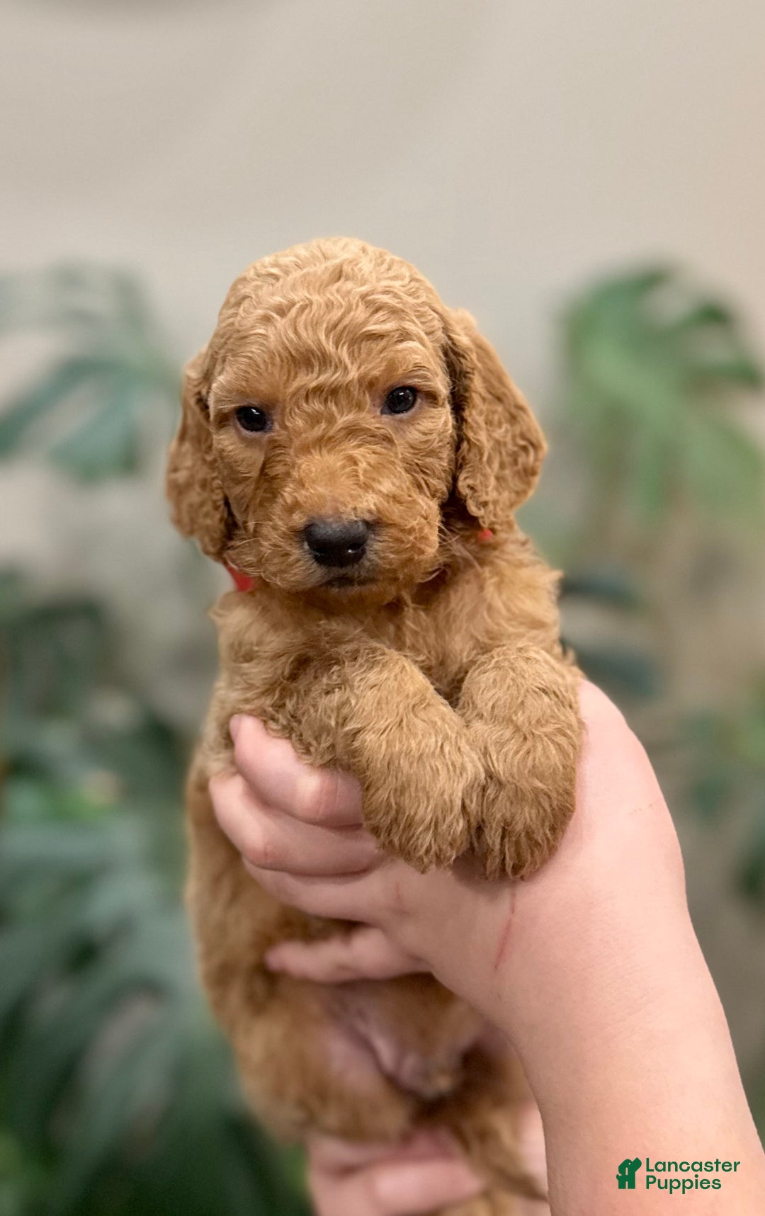 Goldendoodle dogs for sale: Louie  - Ad 1