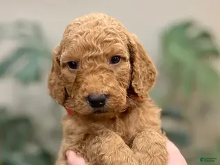 Goldendoodle dogs Louie - Ad 22