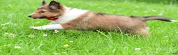 Shetland Sheepdog dogs for sale: Karma - Ad 5
