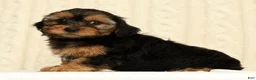 Yorkiepoo dogs for sale: Caleb - Ad 8