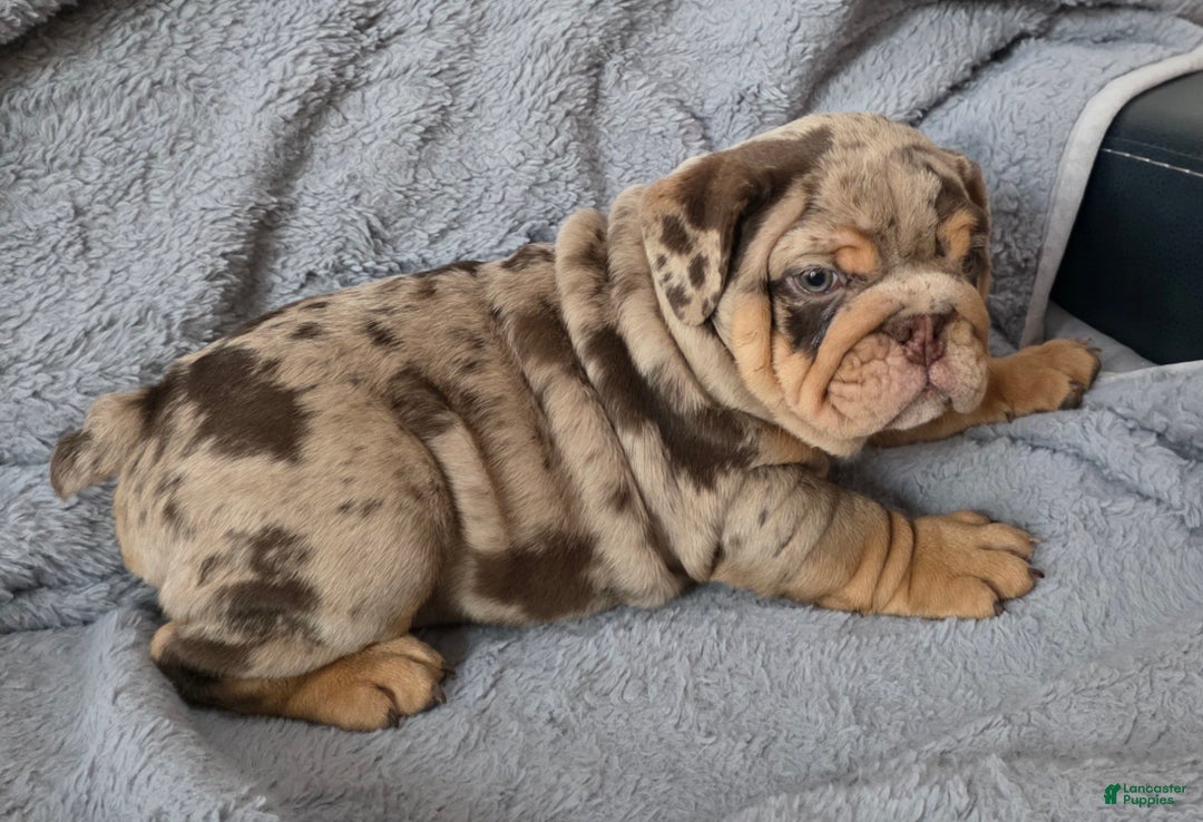 English Bulldog dogs for sale: Earl - Ad 2