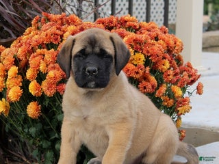 English Mastiff dogs - Ad 9