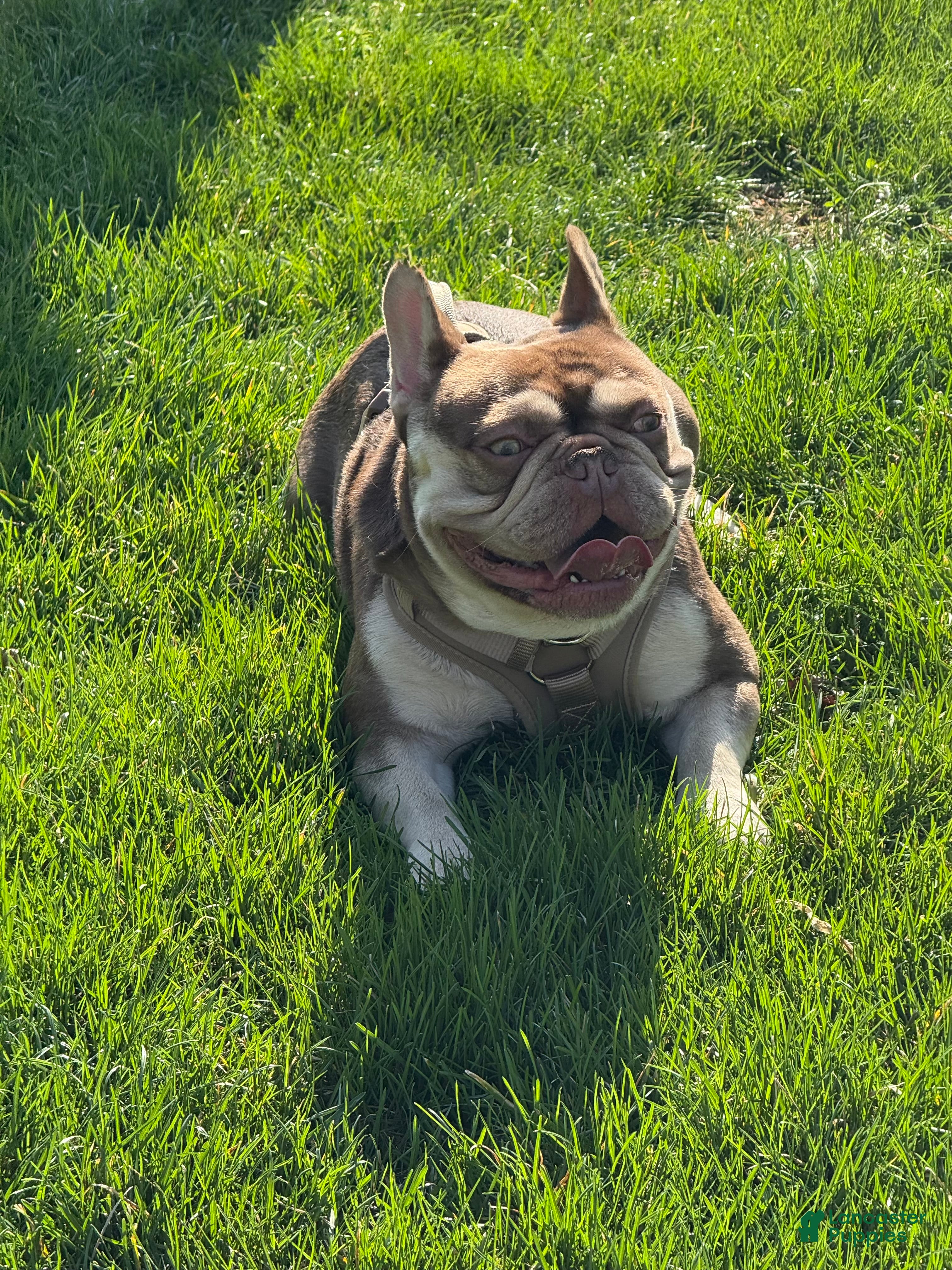 French Bulldog dogs Kevin Hart - Ad 2