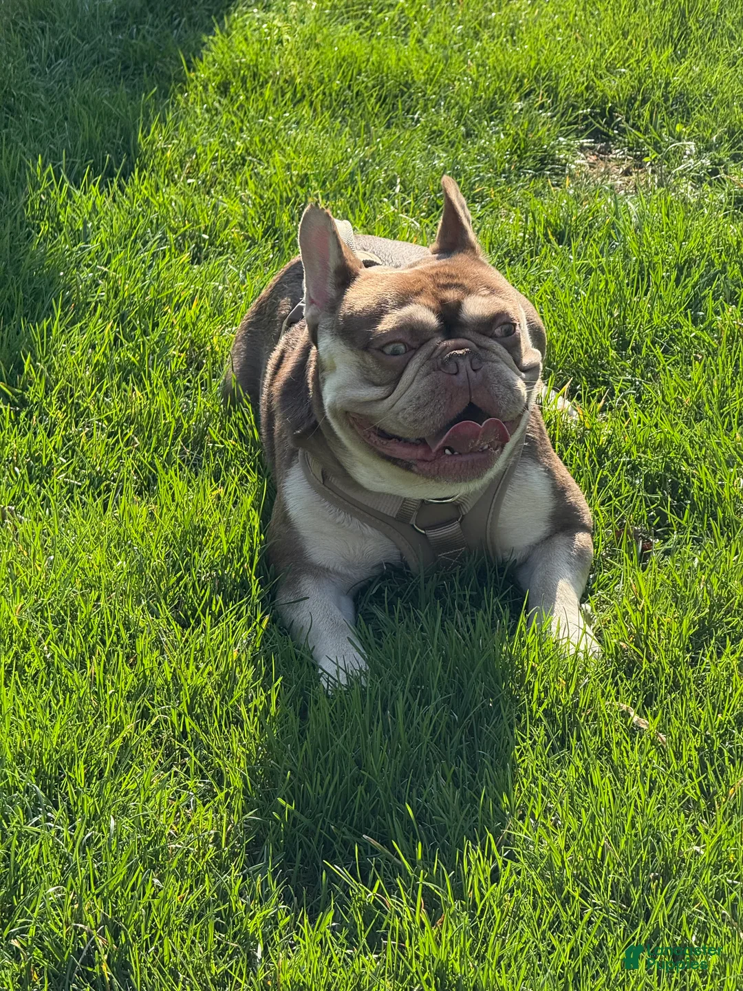 French Bulldog dogs for sale: Kevin Hart - Ad 2