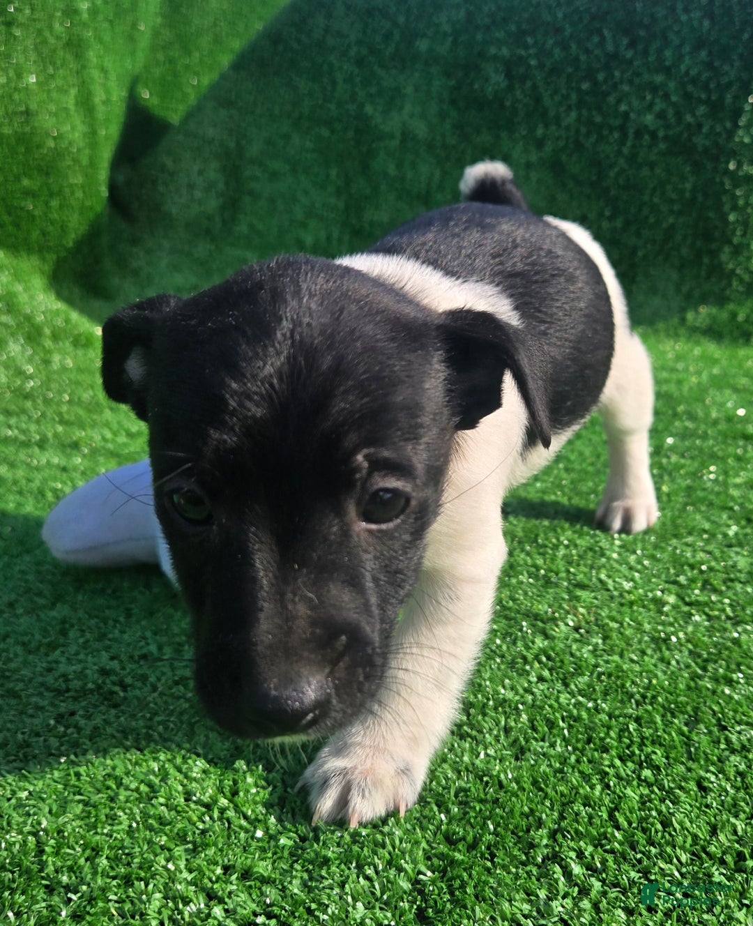 Jack Russell Terrier dogs for sale: Jack Russell Terrier Puppy 1 - Ad 9