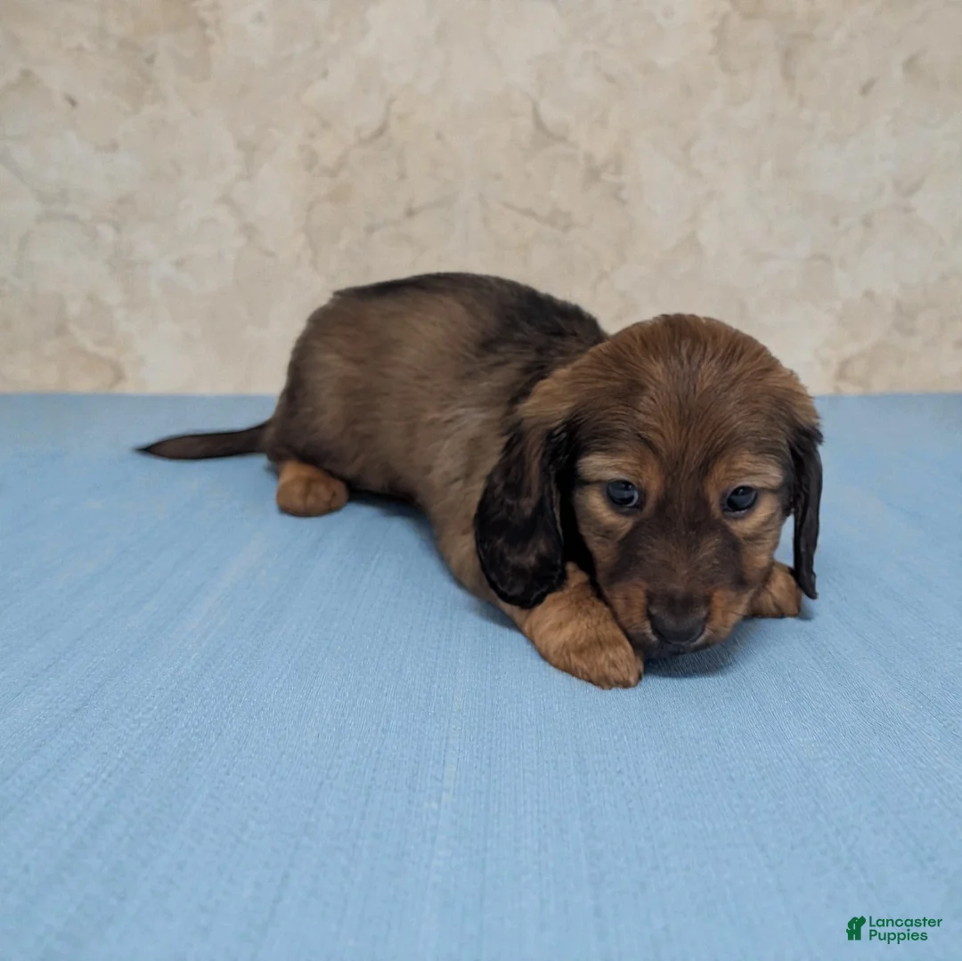 Dachshund dogs for sale: Ace - Ad 2