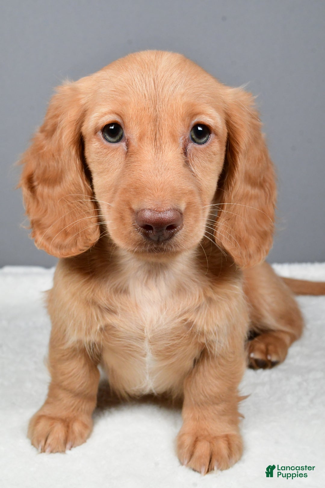 Miniature Dachshund dogs for sale: Virgina - Ad 6