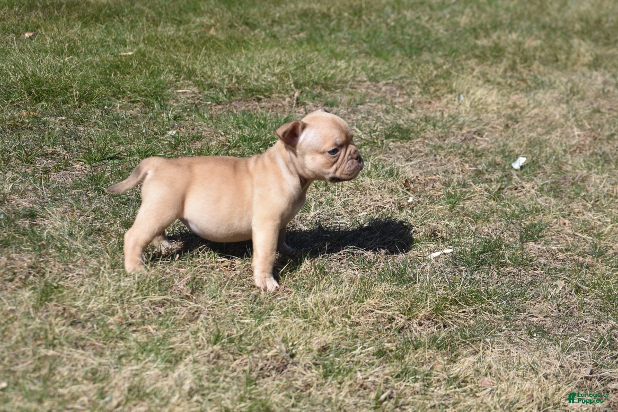 American Bully dogs American Bully Puppy 6 - Ad 1