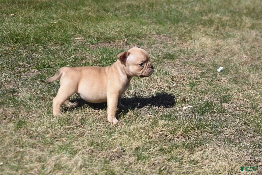 American Bully dogs for sale: American Bully Puppy 6 - Ad 1