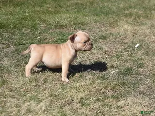 American Bully dogs for sale: American Bully Puppy 6 - Ad 4