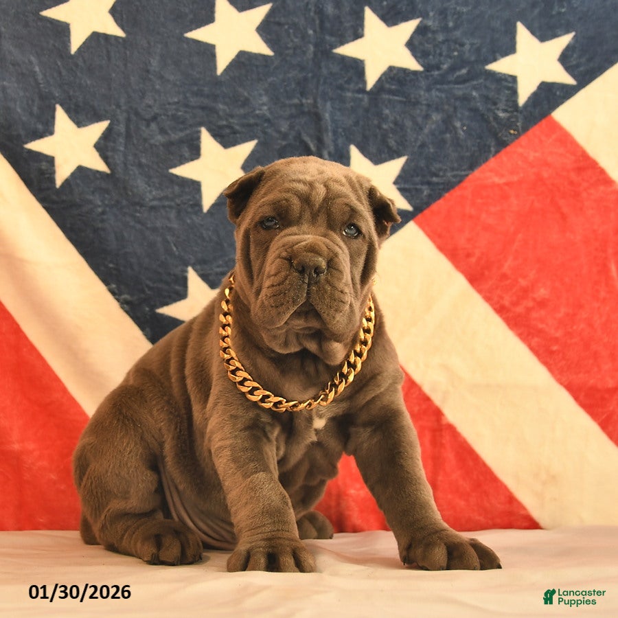 Cane Corso dogs Isreal  - Ad 4