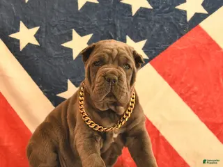 Cane Corso dogs Isreal - Ad 4