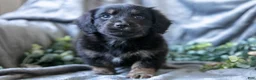 Mixed Breed dogs for sale: Dusty - Ad 2