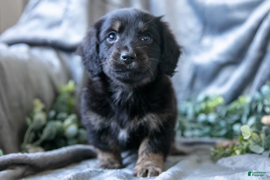 Mixed Breed dogs for sale: Dusty - Ad 2