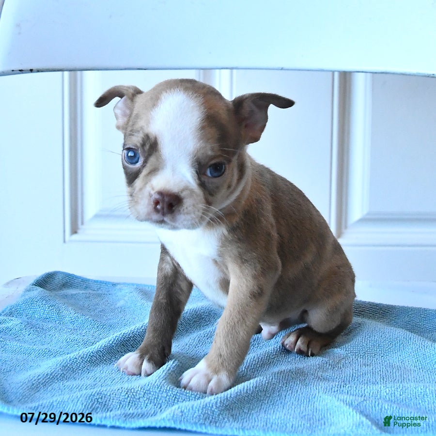 Boston Terrier dogs Ben - Ad 1