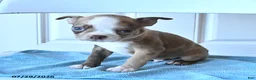 Boston Terrier dogs for sale: Ben - Ad 1