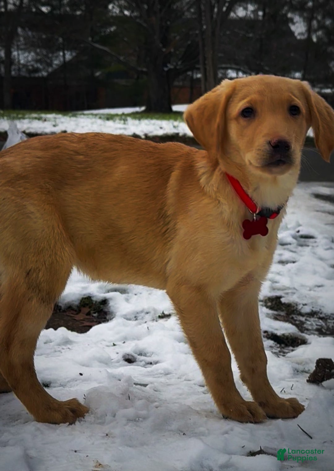 Labrador Retriever dogs for sale: Labrador Retriever Puppy 1 - Ad 6